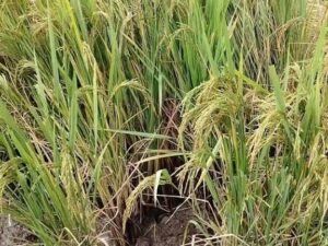 “बारिस ले किसानन के मुसीबत: दुर्ग मं सड़त धान के बालियां”