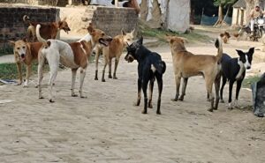 CG News : अब पढ़ई घलो, सुरक्षा घलो, कुकुर मन के जिम्मेदारी हेडमास्टर अउ प्राचार्य उठाही