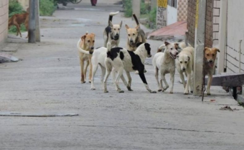 CG Sarkari School Order