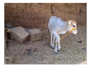 छत्तीसगढ़ म’ दिखे दुनिया के सबसे नन्ही गाय—पुँगनूर नसल के बछिया ले बढ़िस मांग