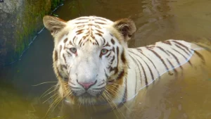 Maitri Bagh Bhilai : भिलाई के मैत्रीबाग म सफेद बाघिन ‘जया’ के संदेहास्पद मौत…..