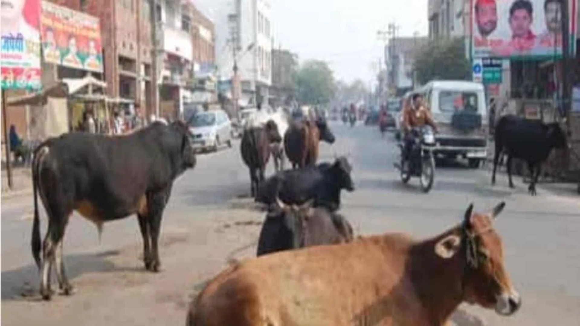 Nagar Nigam Strict Action : निगम के बड़का फैसला, रद्दा म मवेशी छोड़े त खैर नइ…मालिक मन उपर होही FIR….
