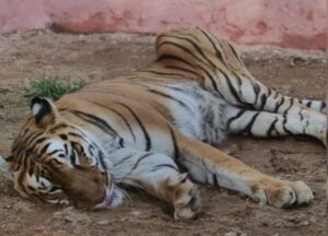 Kanan Pendari Zoo : कानन पेंडारी जू मा सोक के लहर: 22 साल के बाघिन ‘रागिनी’ ह दुनिया ल कहिस अलविदा…