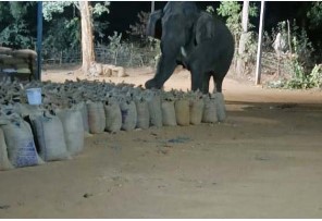 CG Raigarh News : रायगढ़ में गजराज के ‘दावत’: धान खरीदी केंद्र में घुस के हाथी मन खाइन 15 बोरी धान, सीसीटीवी में कैद होइस हाथी मन के उत्पात