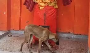 भक्त कुत्ता के चमत्कार: हनुमान जी के बाद अब माँ दुर्गा के परिक्रमा में मगन