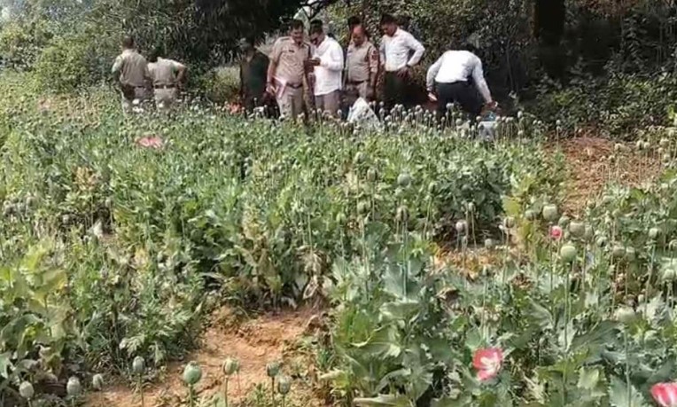 दुर्ग, बलरामपुर के बाद अब रायगढ़ मा धराइस अफीम के खेती, पुलिस हिरासत मा झारखंड के एक आरोपी