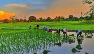 फसल बीमा कराए बर 31 जुलाई तक मौका, धान समेत 10 फसल मन मा योजना लागू