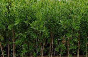 अब छत्तीसगढ़ म नई लगही कोनोकार्पस के पौधा, सरकार ह लगाईस रोक