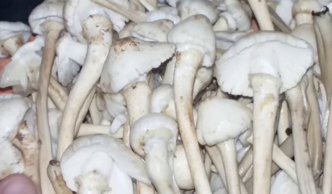 पानी गिरते ही बाजार मा आइस फूटू: 1200 रूपिया किलो बिकत हे छत्तीसगढ़ के सबले महंगा साग