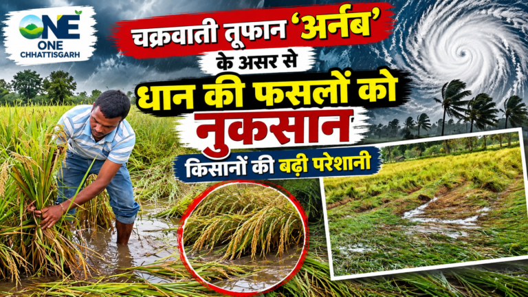 चक्रवाती तूफान ‘अर्नब’ के असर ले धान के फसल ला भारी नुकसान, किसान मन के बढ़िस परेशानी, हजारों एकड़ फसल बर्बाद होय के खतरा
